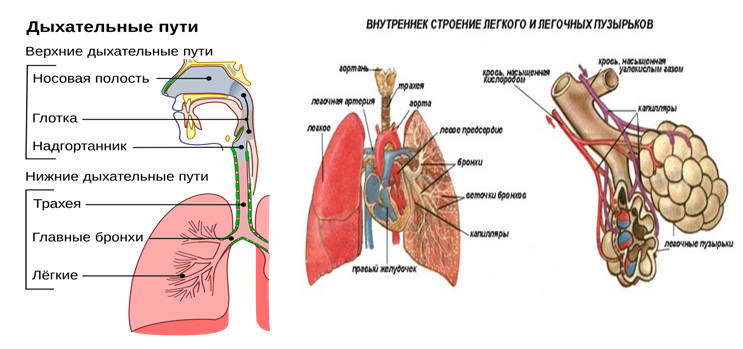 Причины возникновения астмы